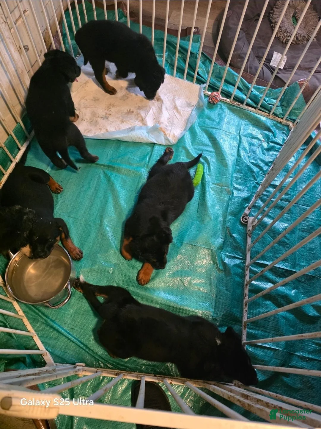 Mixed Breed dogs for sale: Mixed Breed 5 - Ad 7