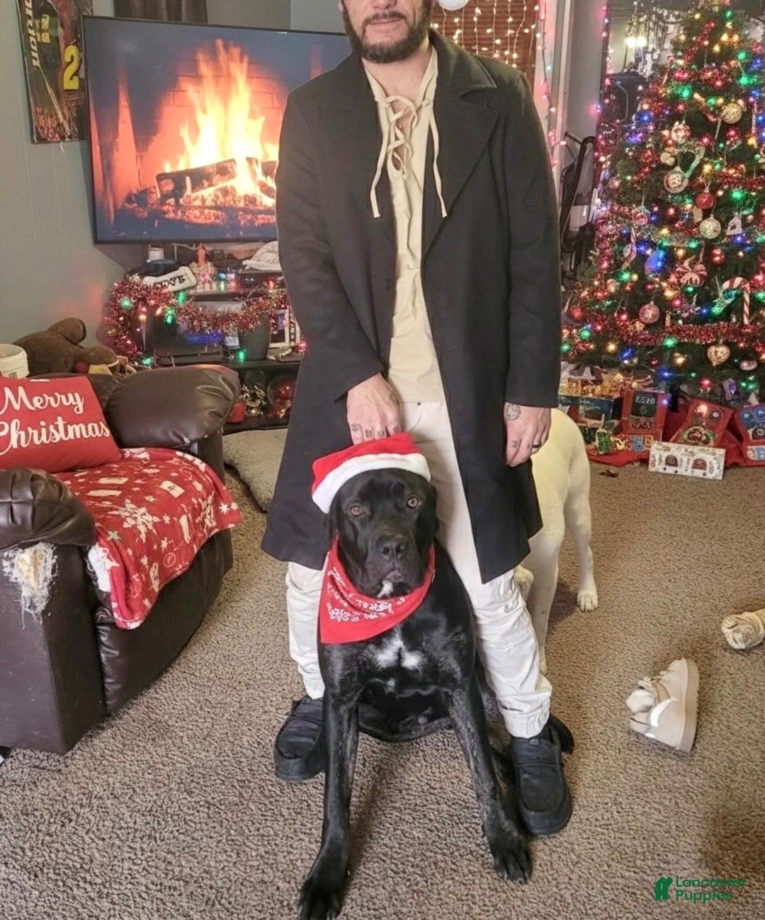 Cane Corso dogs for sale: Zues - Ad 2