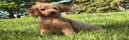 Toy Poodle dogs for sale: Willow  - Ad 6