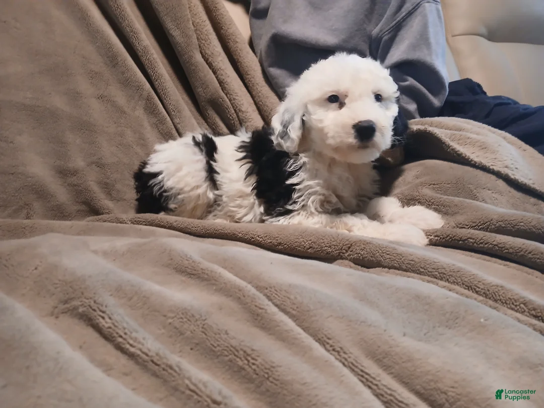 Sheepadoodle dogs for sale: FlipFlop - Ad 1
