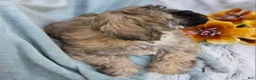 Shihpoo dogs for sale: Toffee - Ad 18
