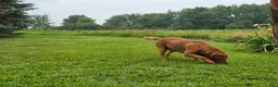 Labrador Retriever dogs for stud: Barney - Ad 11