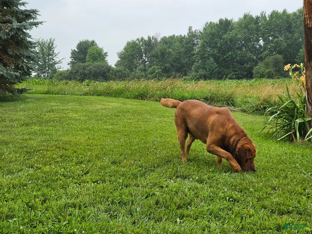 Labrador Retriever dogs for stud: Barney - Ad 11