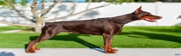 Doberman Pinscher dogs for sale: Blue Collar Male - Ad 3