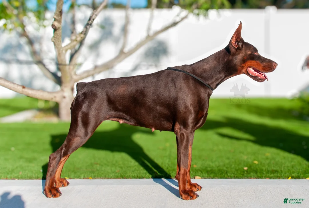 Doberman Pinscher dogs for sale: Blue Collar Male - Ad 3