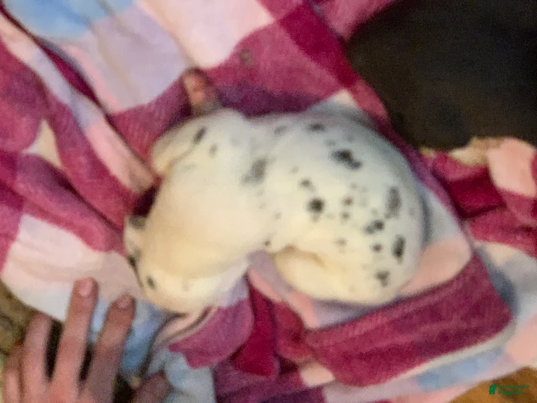 Great Dane dogs for sale: Jewel  - Ad 9