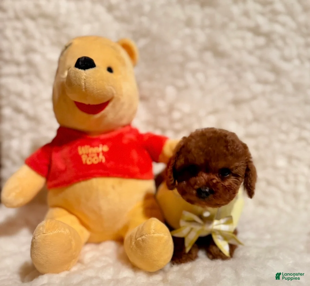 Toy Poodle dogs for sale: Baby Bear deep red - Ad 1