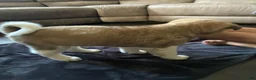 Akita dogs for sale: Akita 4 - Ad 4