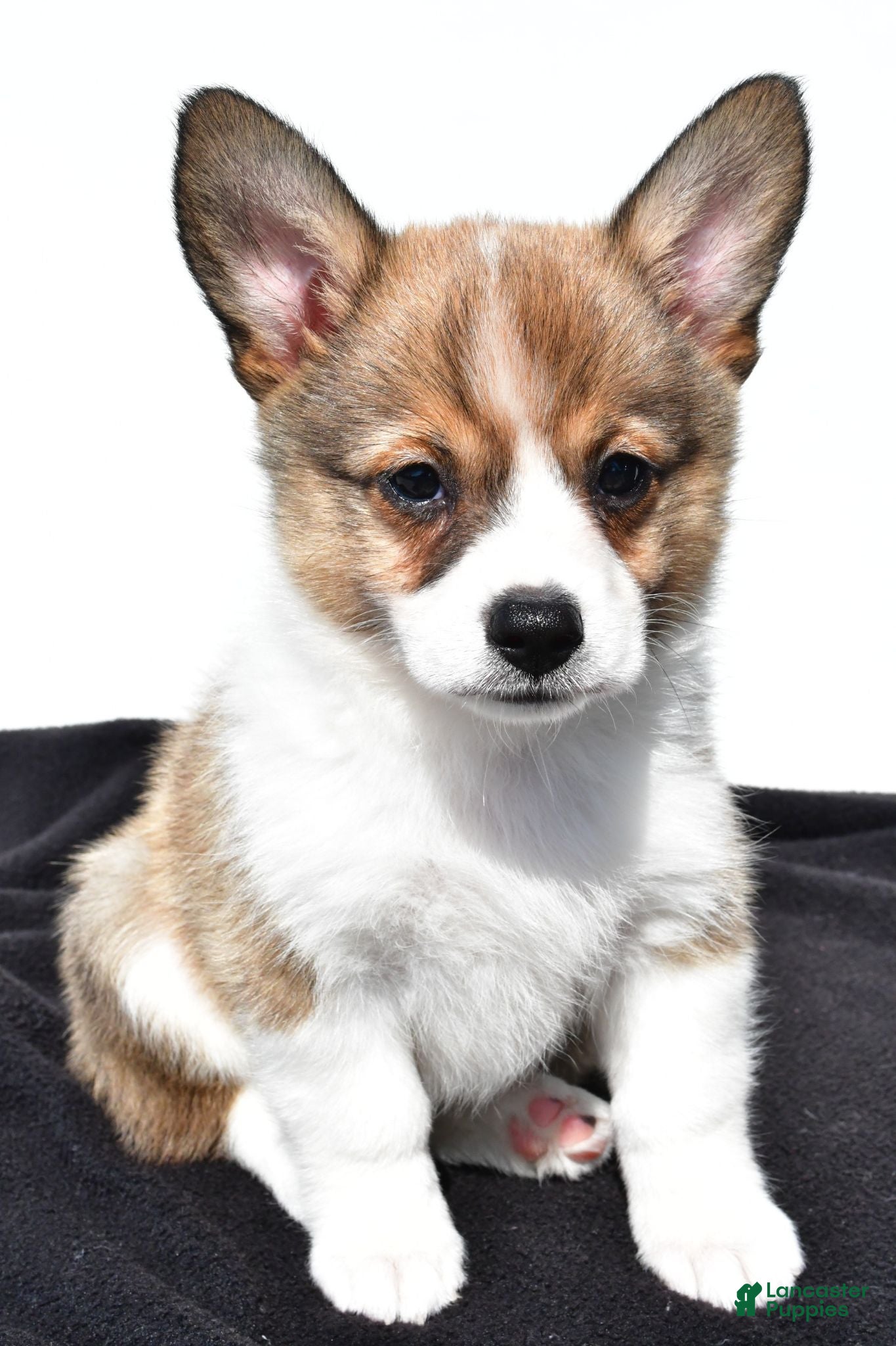 Mixed Breed dogs Ollie - Ad 1