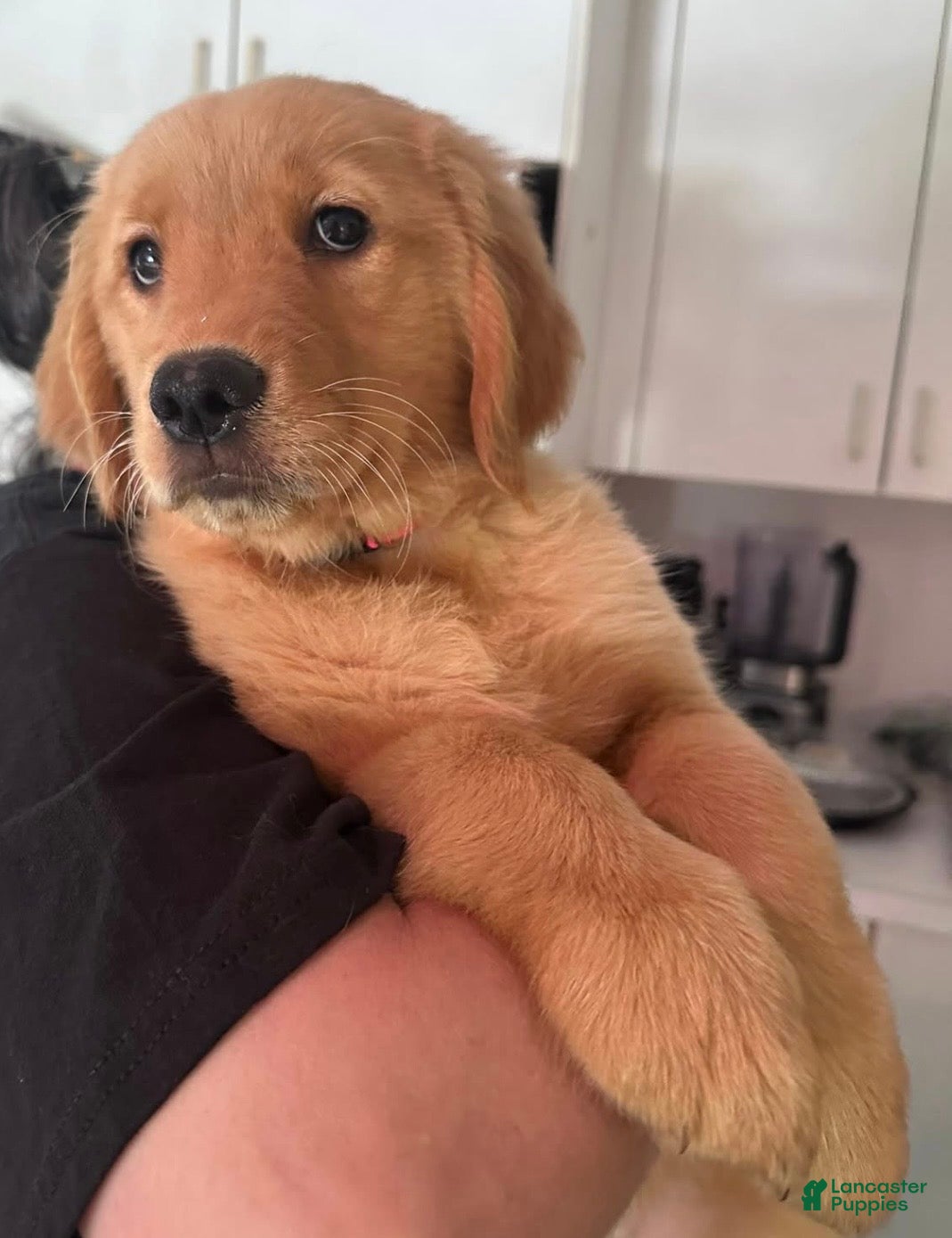 Golden Retriever dogs for sale: Maisie - Ad 1