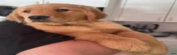 Golden Retriever dogs for sale: Maisie - Ad 1