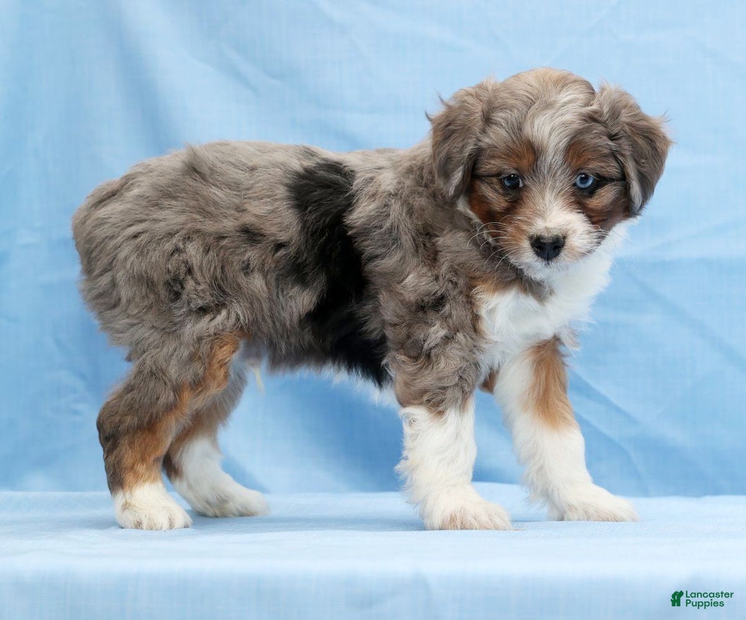 Mini Aussiedoodle dogs for sale: Will - Ad 7