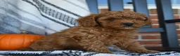 Cavapoo dogs for sale: Rainbow - Ad 3