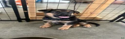 German Shepherd dogs for sale: Navy - Ad 8