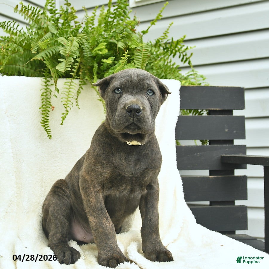 Cane Corso dogs Dusty  - Ad 2