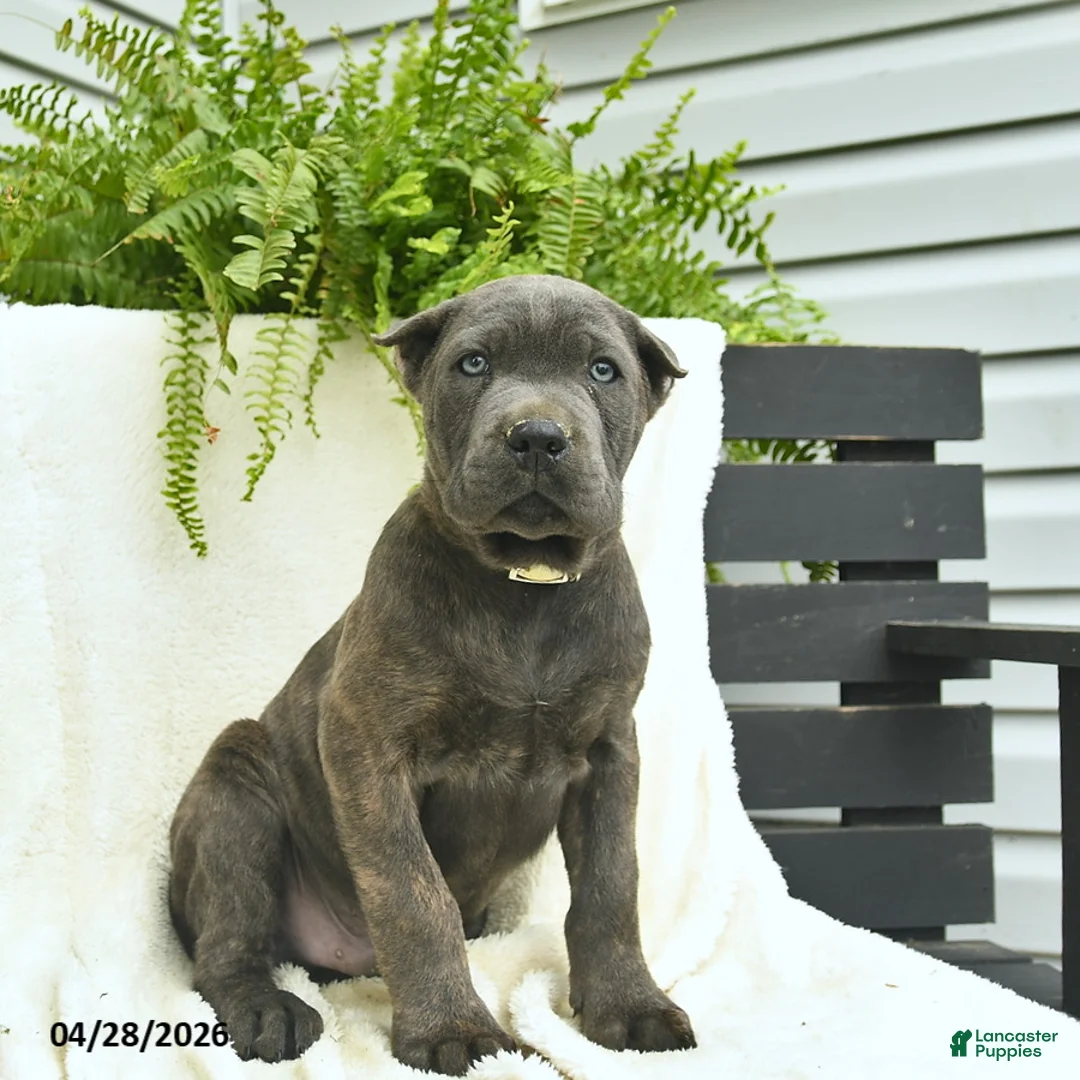 Cane Corso dogs for sale: Dusty  - Ad 2