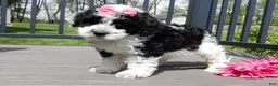 Sheepadoodle dogs for sale: Panda-MEDIUM - Ad 4
