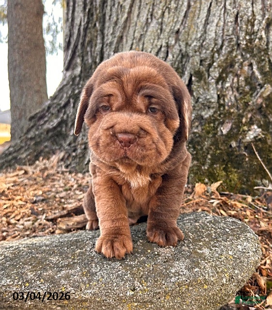 Mini Hippo dogs Ike - Ad 2