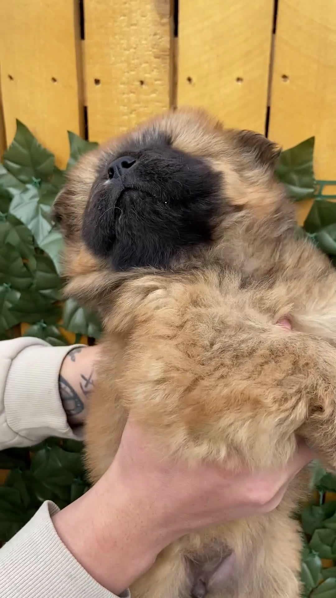 Chow Chow dogs for sale: Chow Chow Puppy 2 - Video 1