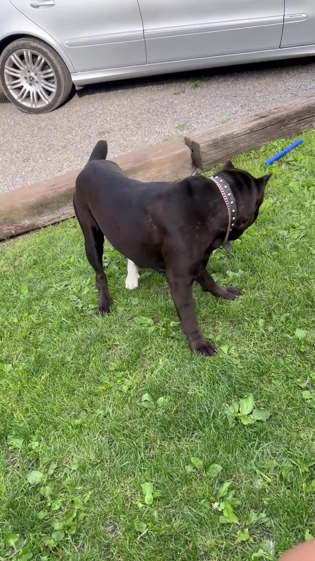 Cane Corso dogs for sale: Cane Corso 1 - Video 2
