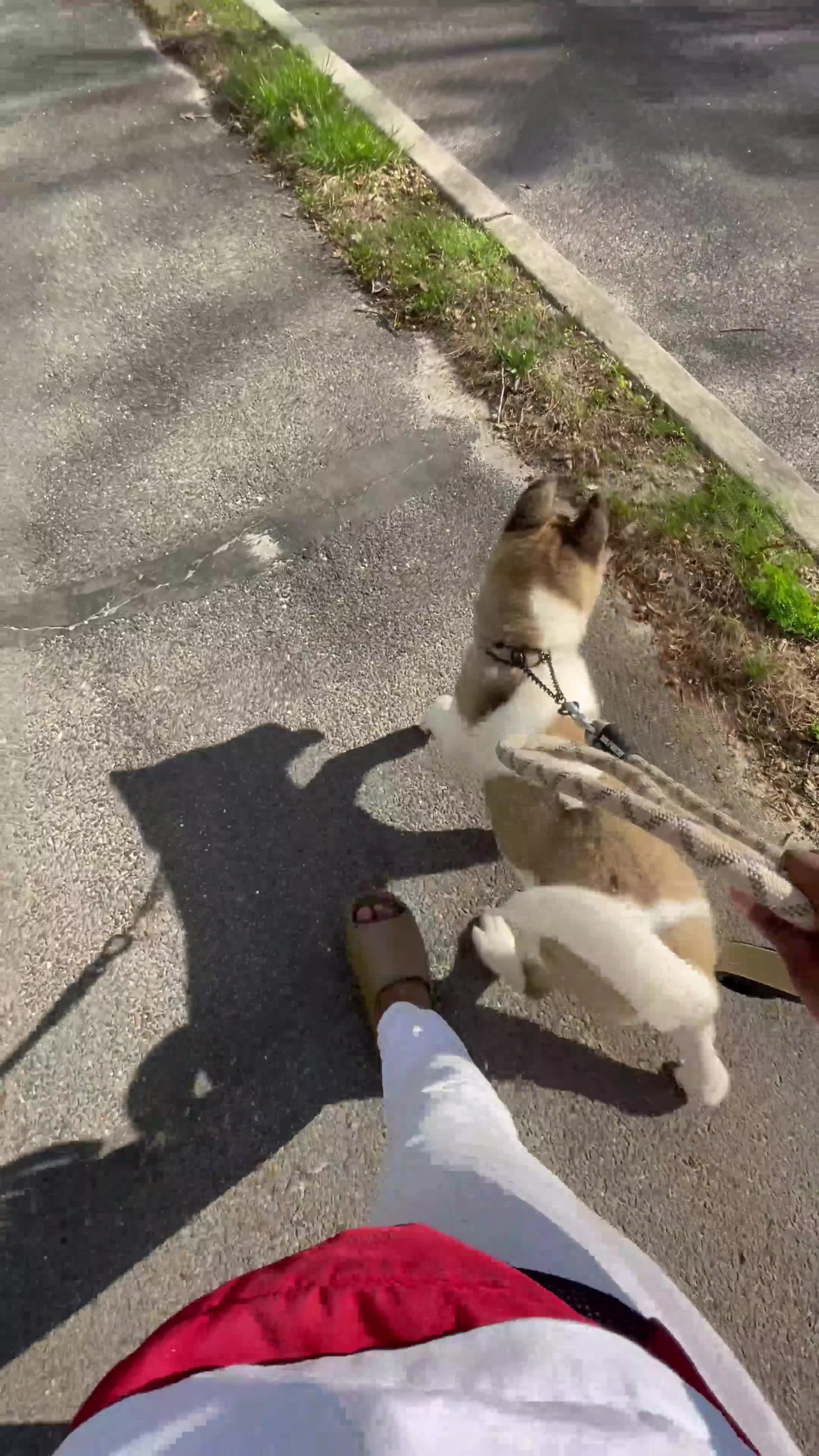 Akita dogs for sale: Akita Puppy 1 - Video 1