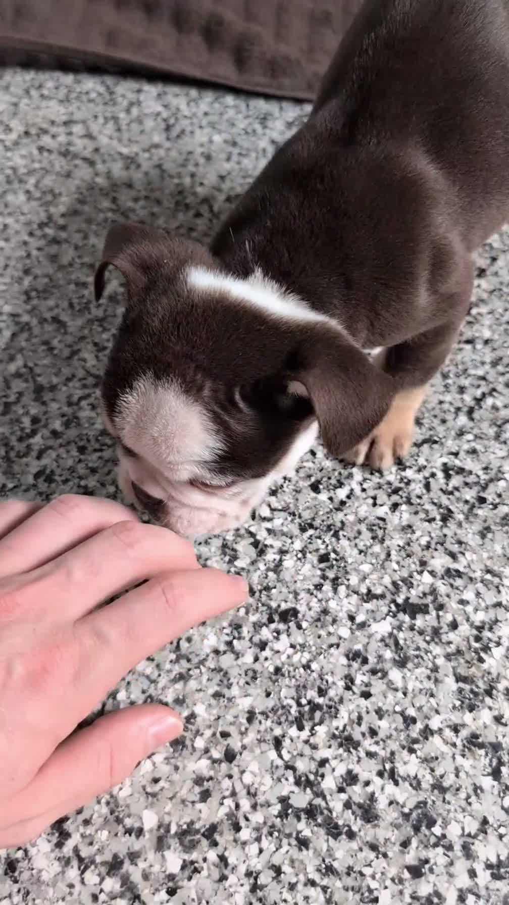 English Bulldog dogs for sale: Zeus - Video 1