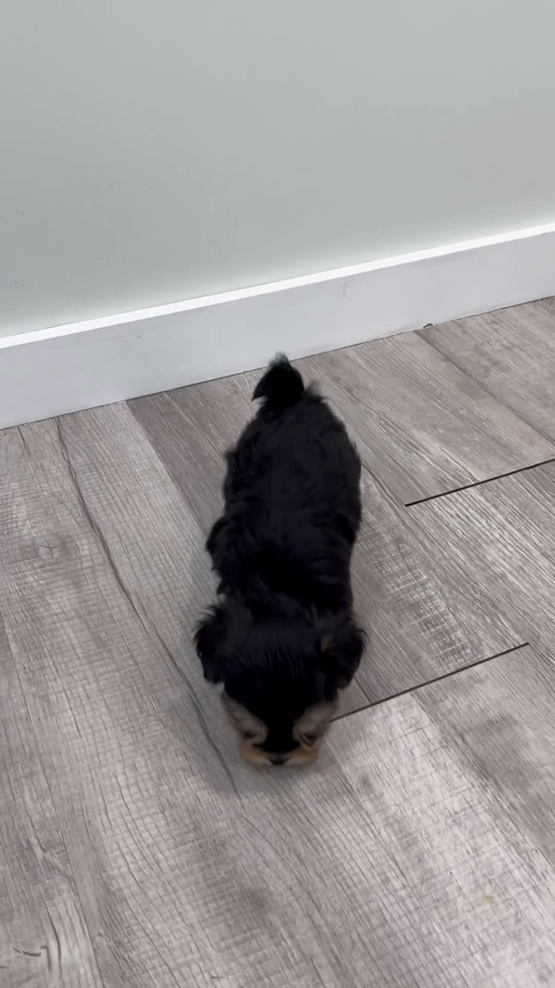 Yochon dogs for sale: Missy - Video 1