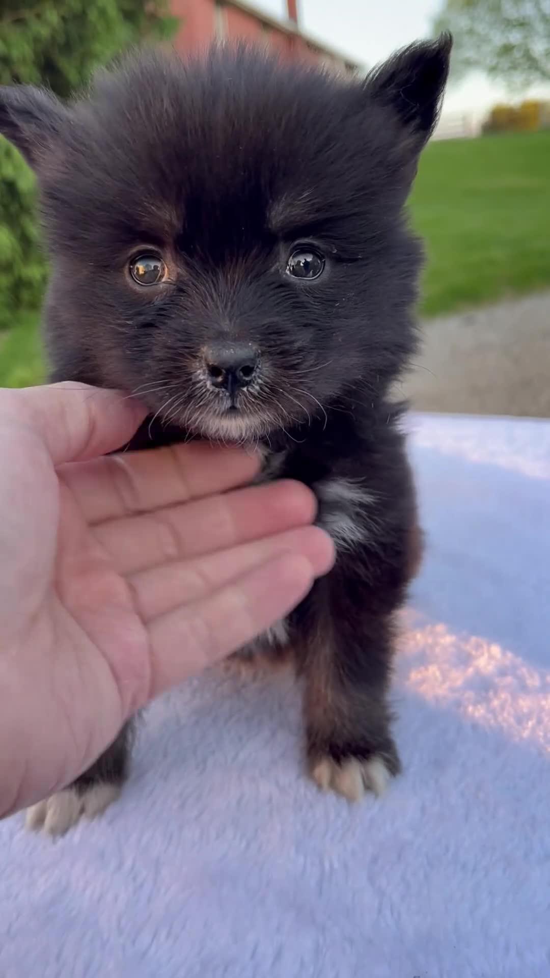 Pomsky dogs for sale: Mia - Video 1