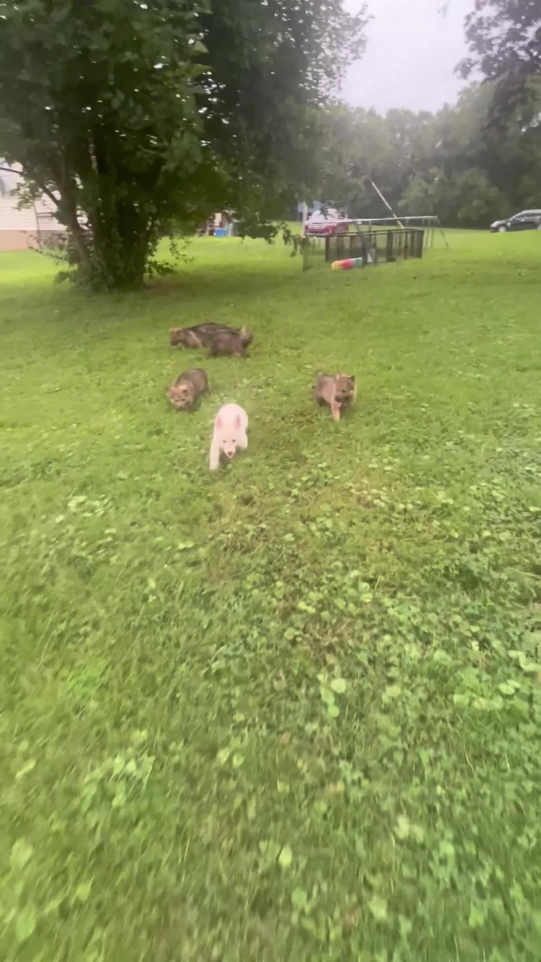 German Shepherd dogs for sale: Max  - Video 2
