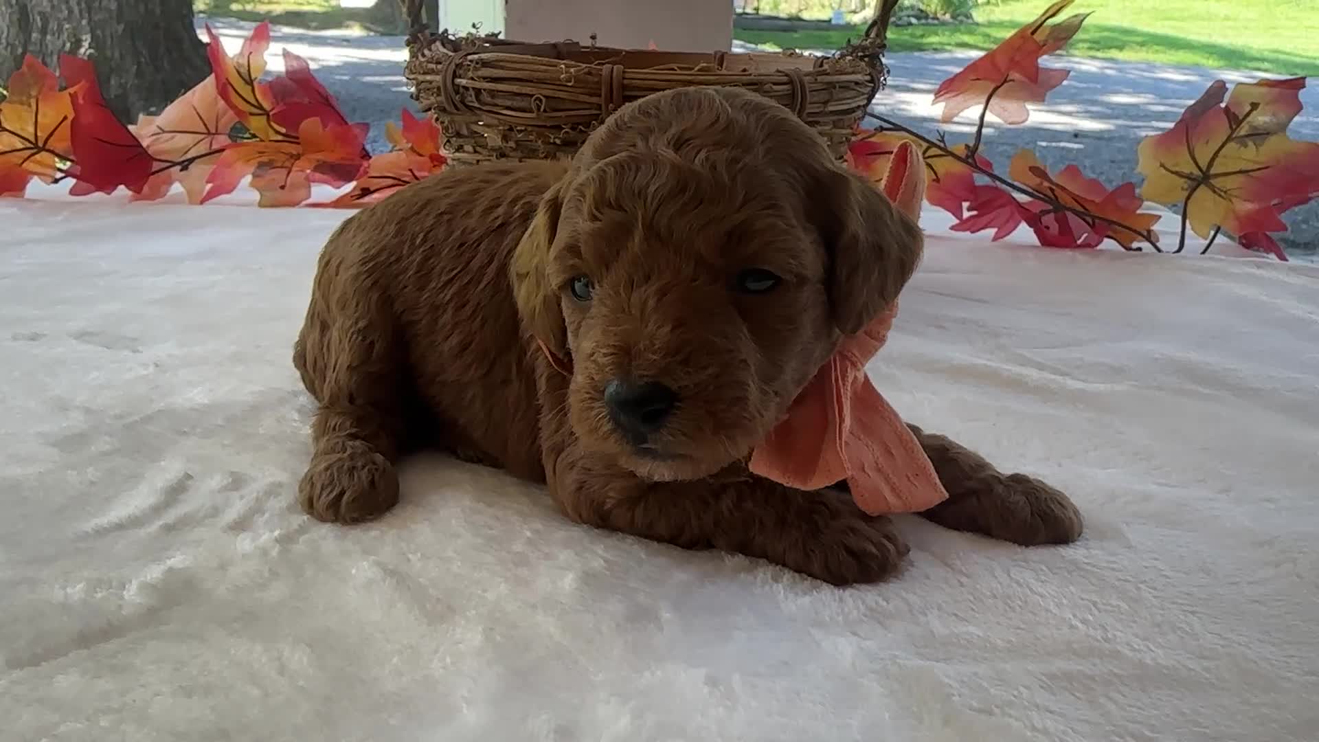 Mini Goldendoodle dogs for sale: Reggie - Video 1