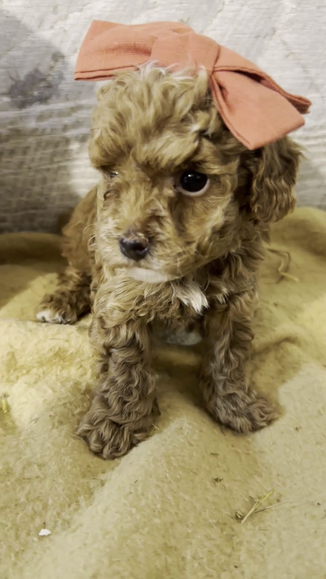 Toy Poodle dogs for sale: Tiny Teena  - Video 1