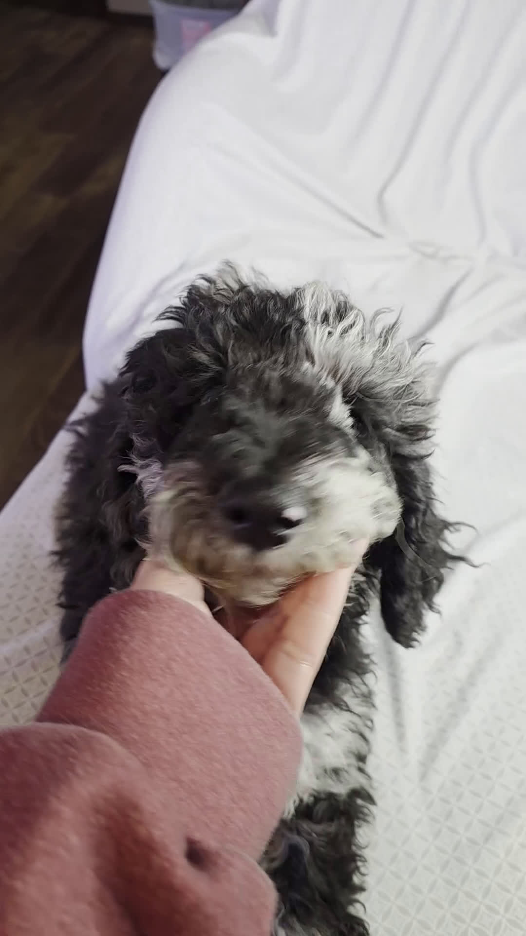 Standard Poodle dogs for sale: Ruger  - Video 1