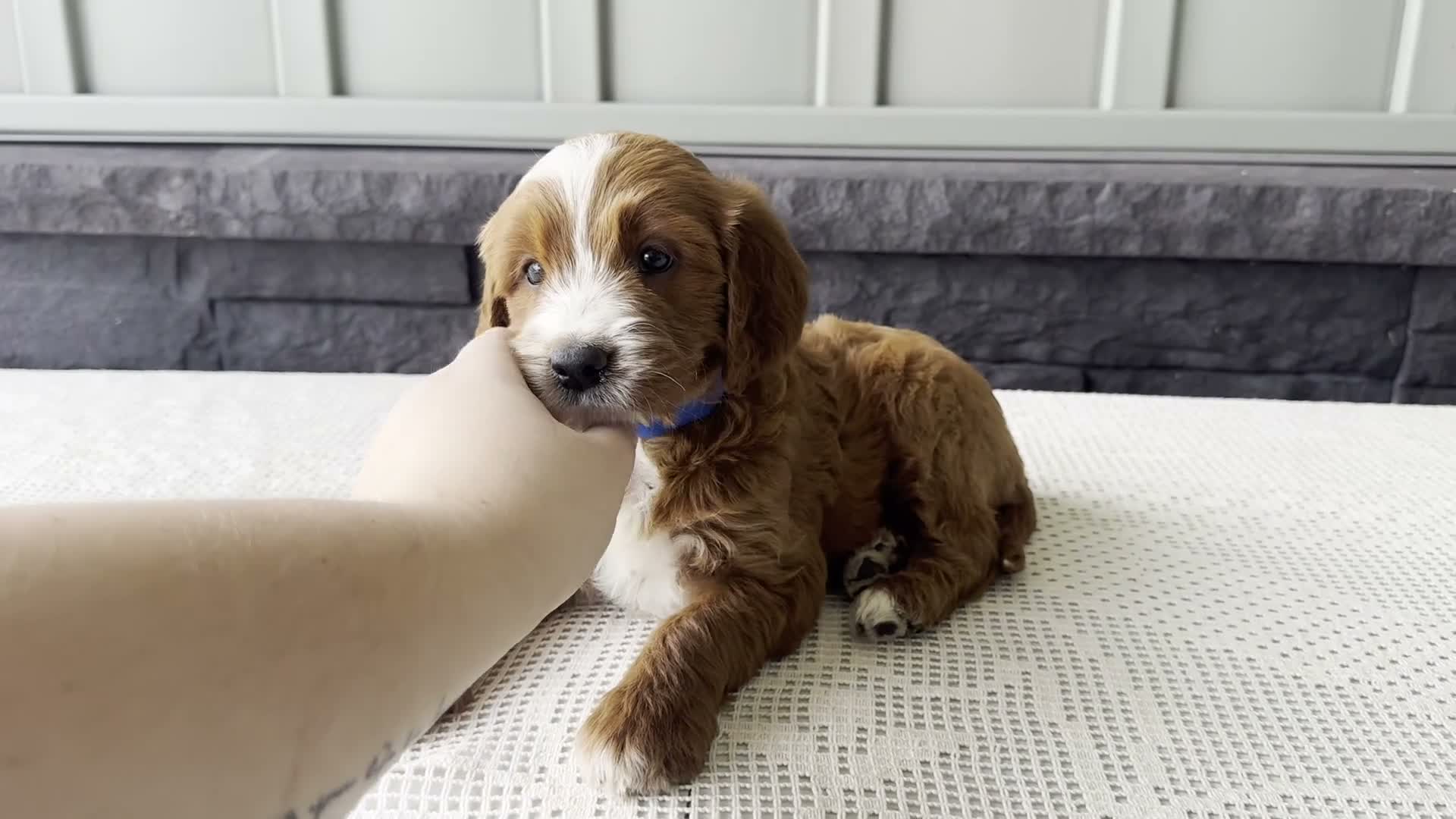 Mixed Breed dogs for sale: Rusty - Video 1