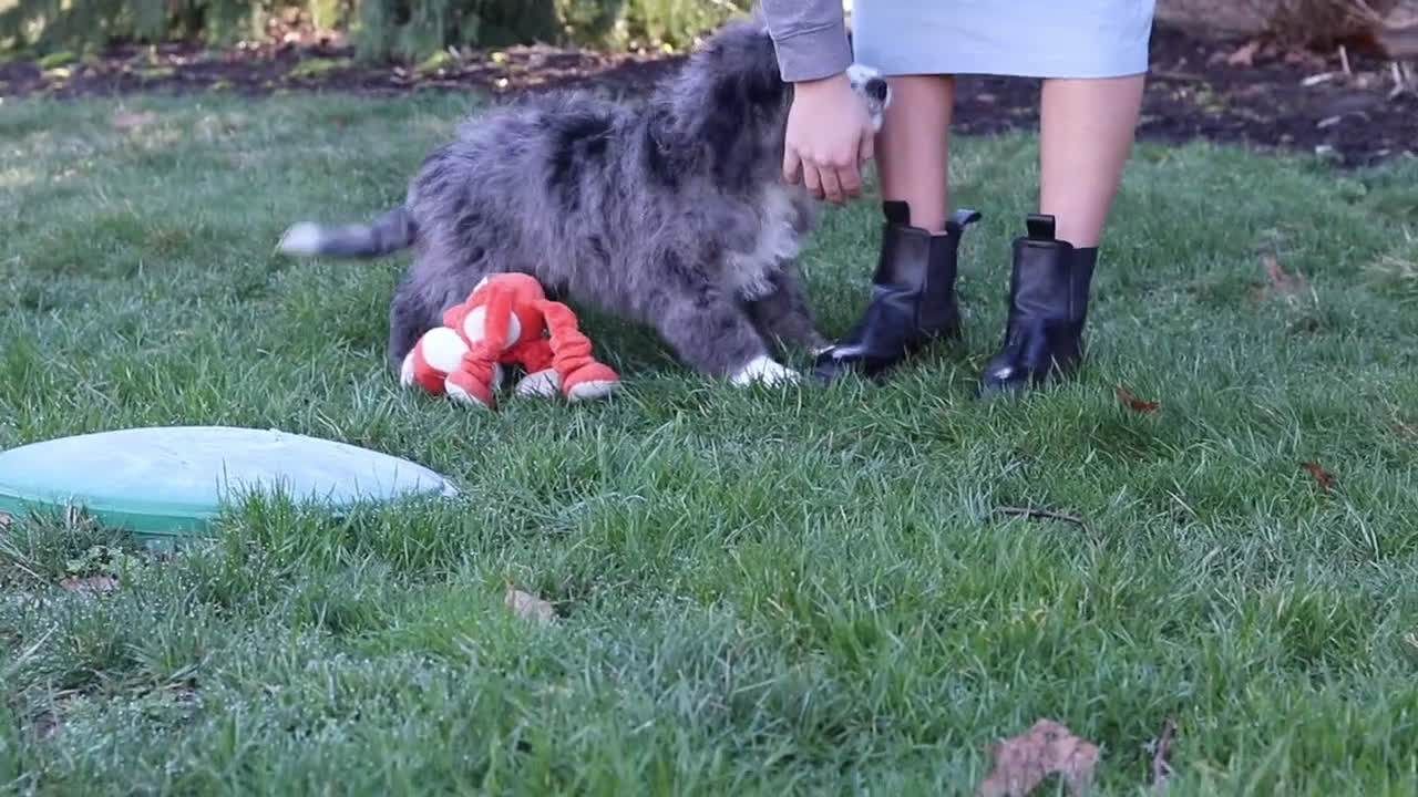 Bernedoodle dogs for sale: Eden - Video 1