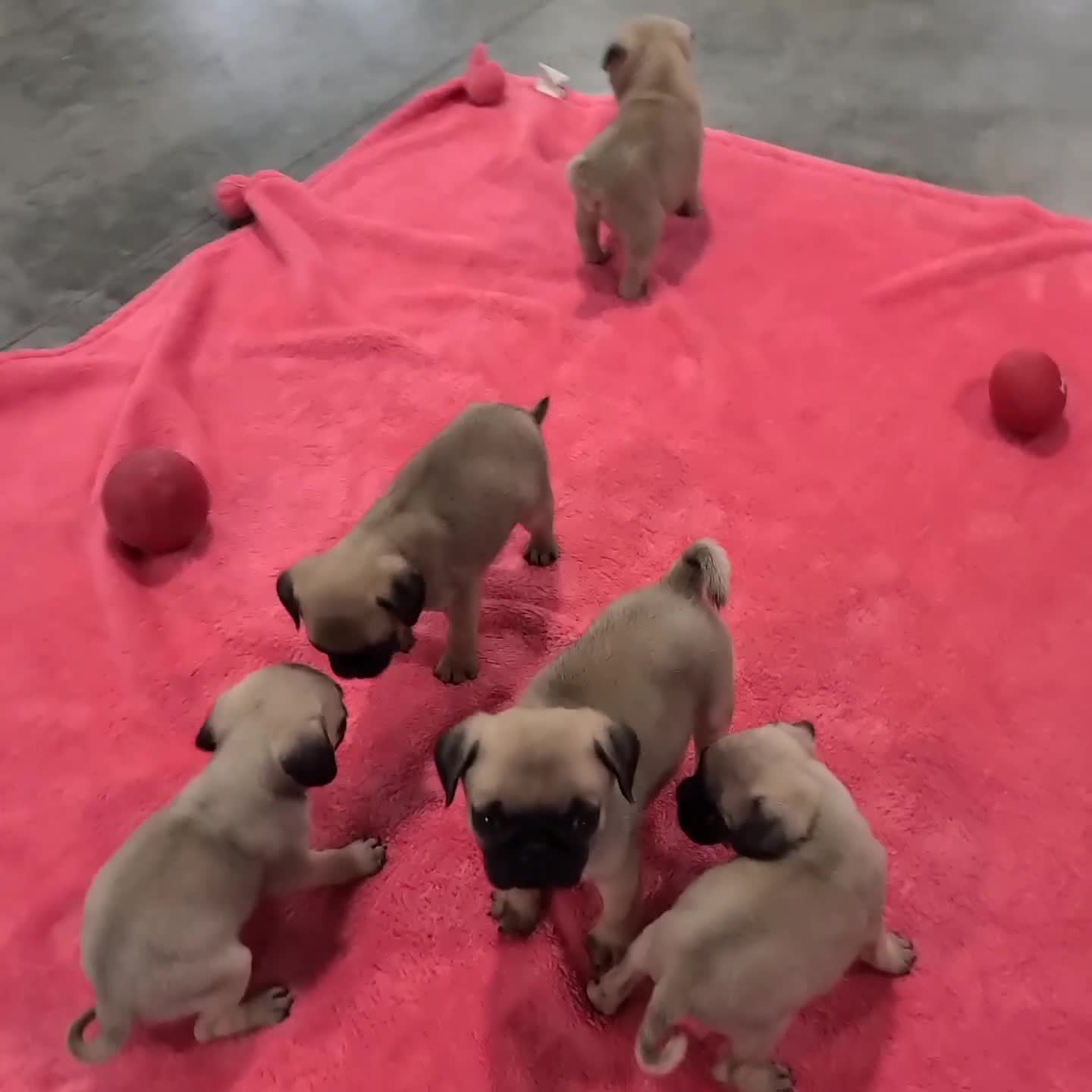 Pug dogs for sale: Ace - Video 1