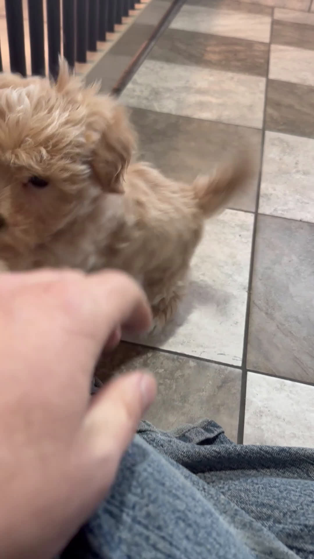 Maltipoo dogs for sale: Ryan - Video 1