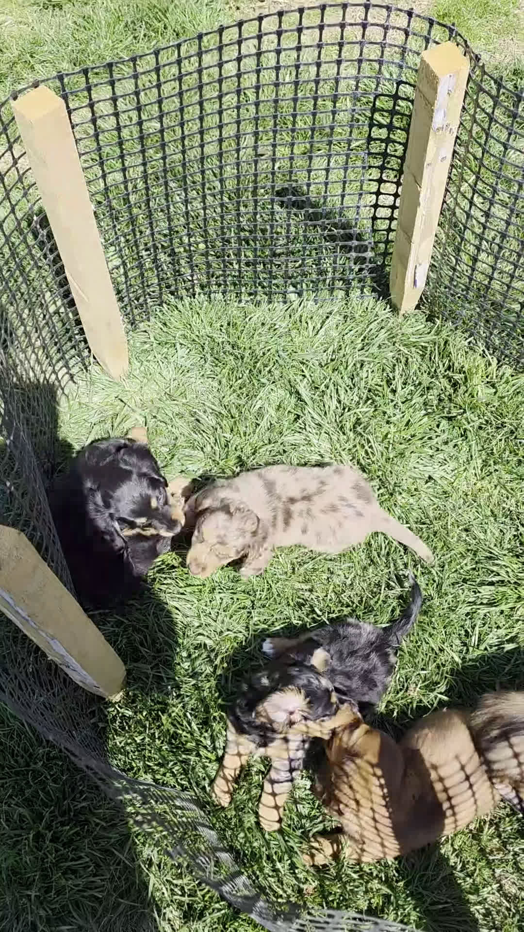 Dachshund dogs for sale: Johnny Jay - Video 1