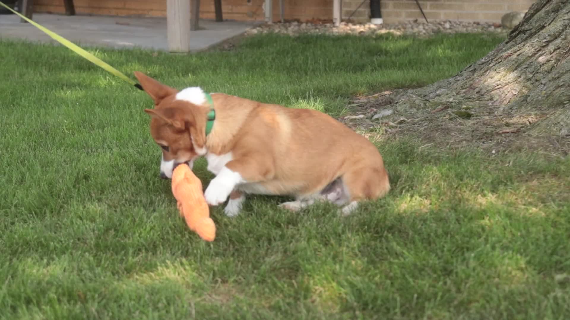 Welsh Corgi Pembroke dogs for sale: Rover Corgi Puppy  - Video 1