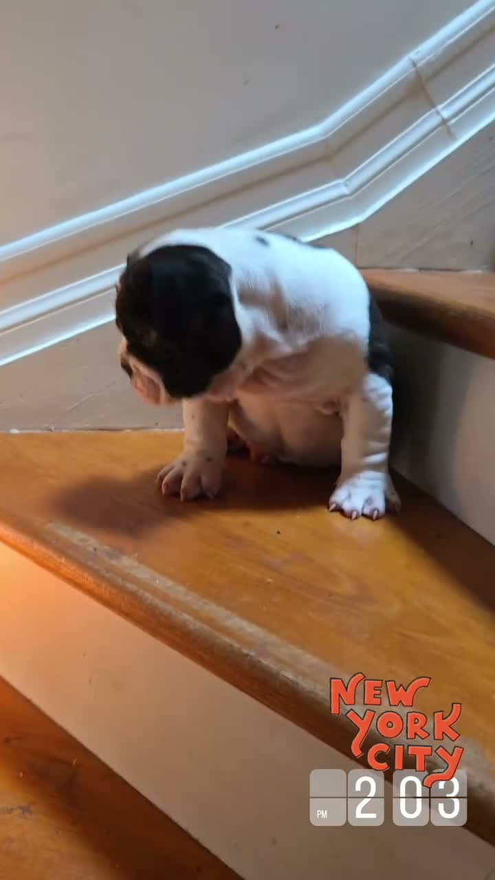 Mixed Breed dogs for sale: CHARLES - Video 4