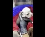 American Bully dogs for sale: Black-and-white Boy  - Video 1