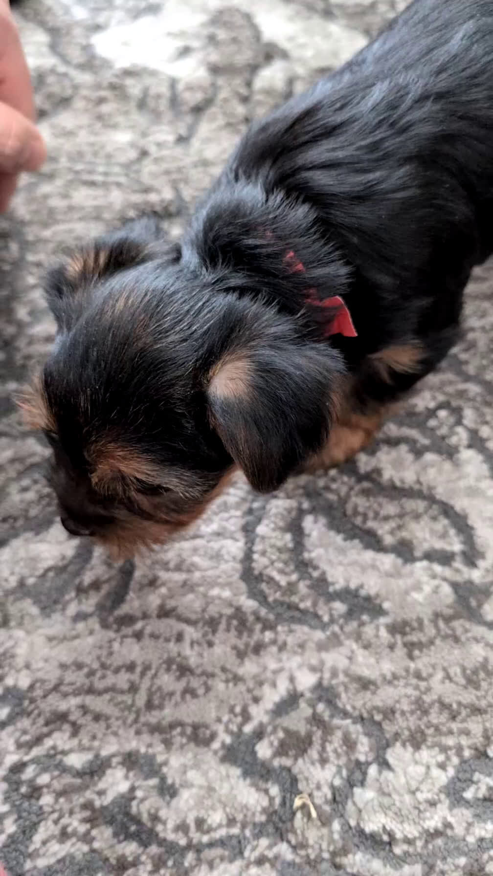 Yorkshire Terrier dogs for sale: Angel - Video 1