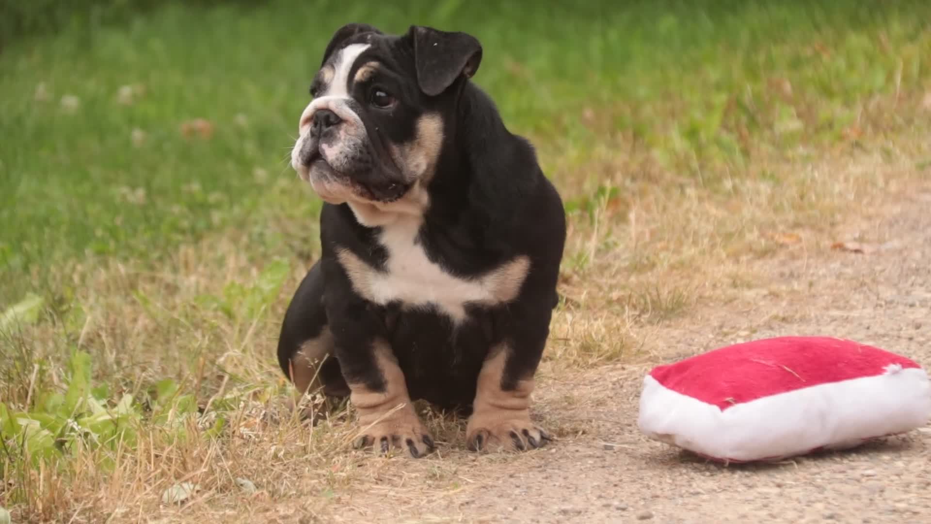 English Bulldog dogs for sale: Amelia - Video 1