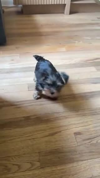 Yorkshire Terrier dogs for sale: Kaya - Video 1