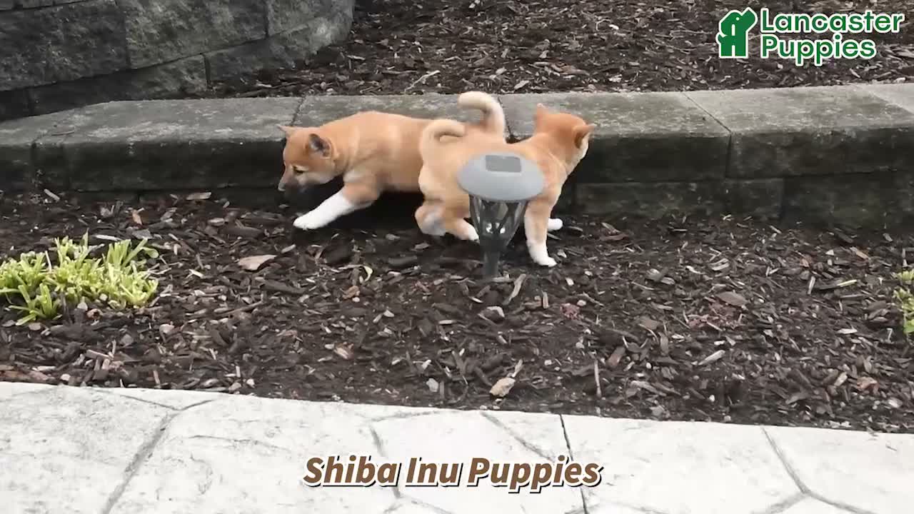 Shiba Inu dogs for sale: Candy - Video 1