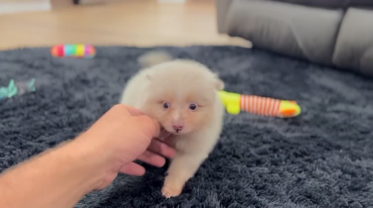 Pomeranian dogs for sale: Fluffy - Video 1