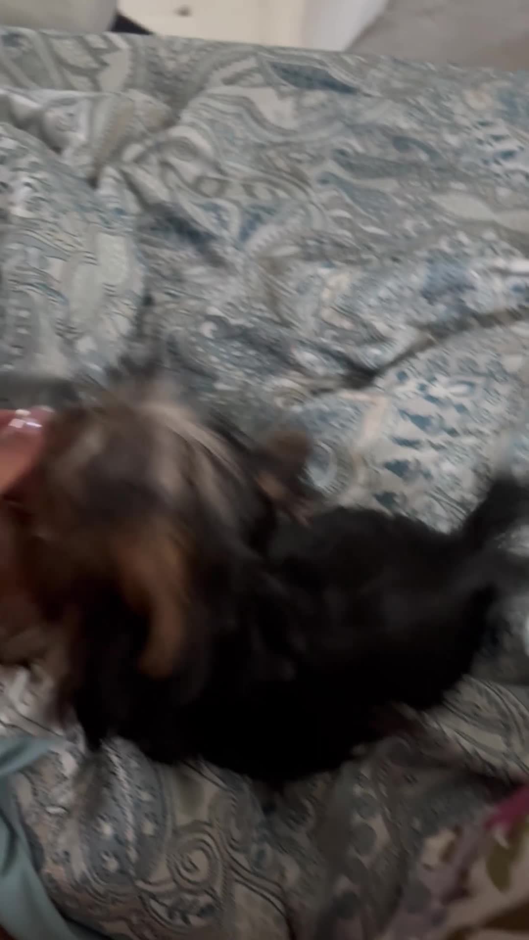 Yorkshire Terrier dogs for sale: Smores - Video 1