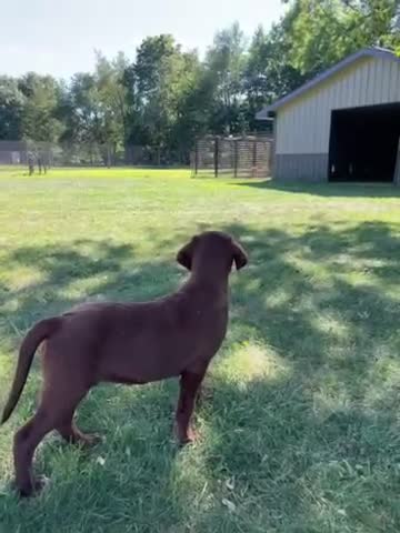 Labrador Retriever dogs for sale: Labrador Retriever 1 - Video 1