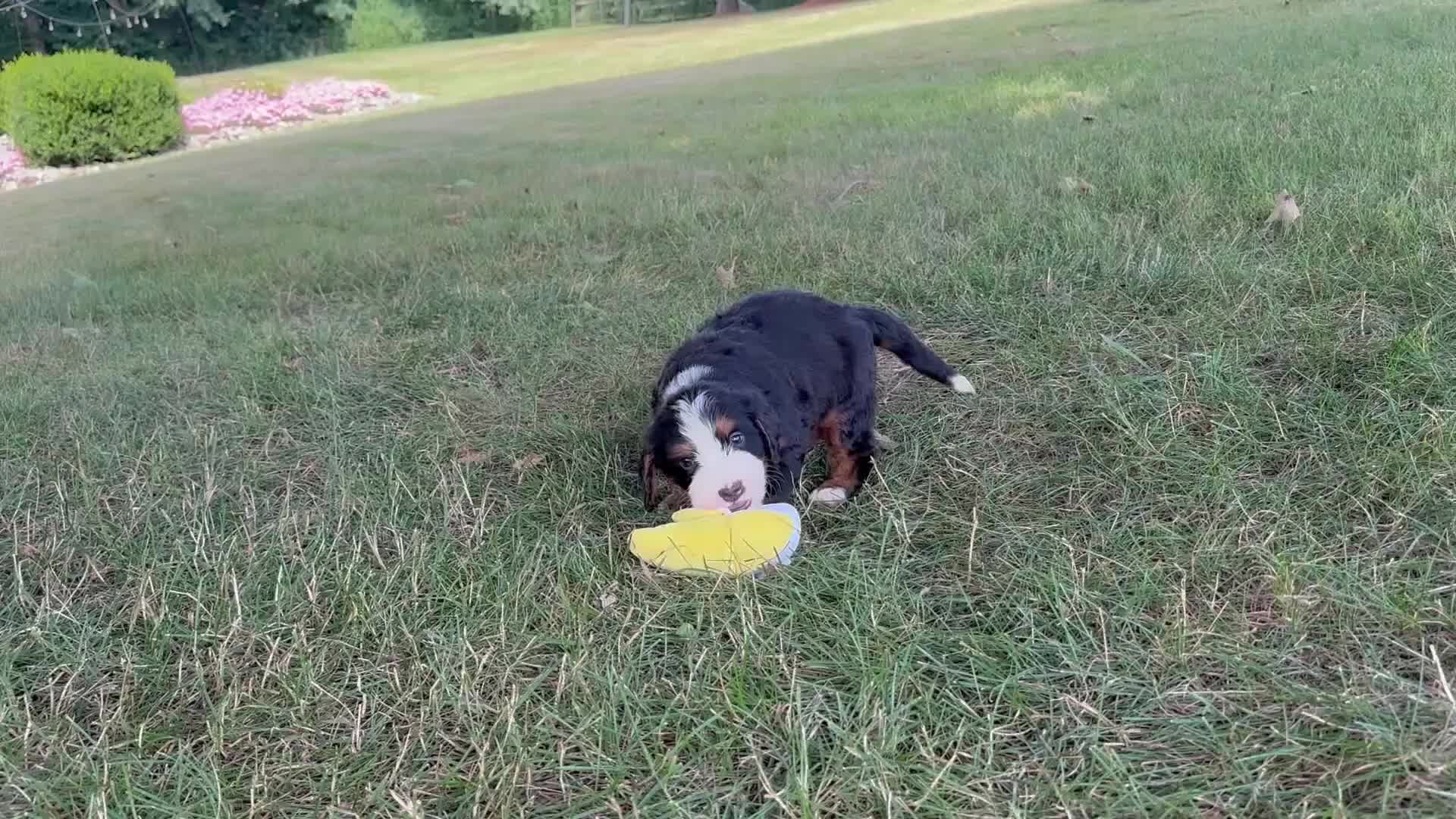 Mini Bernedoodle dogs for sale: Brady - Video 1
