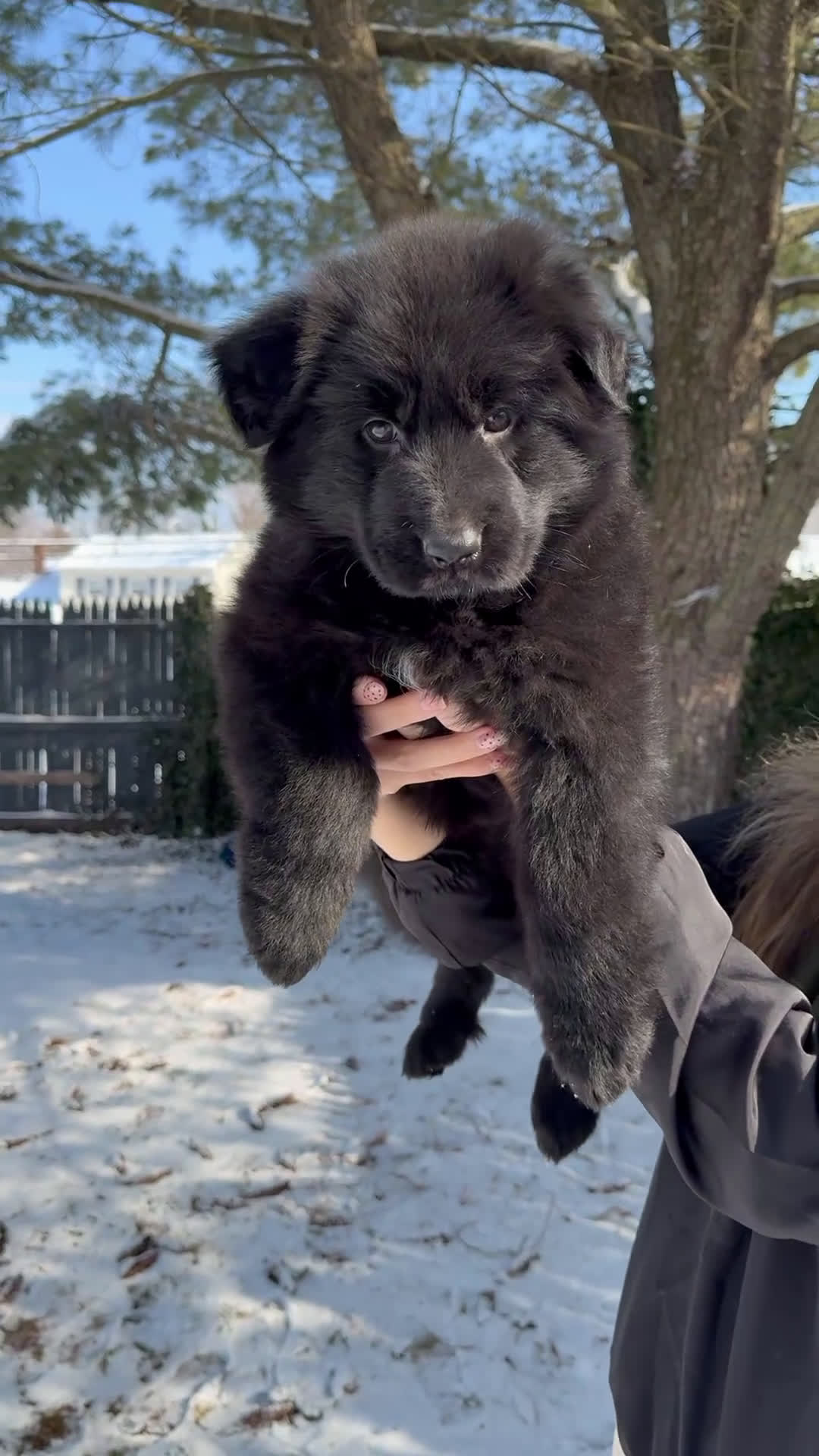 German Shepherd dogs for sale: Stormi - Video 2