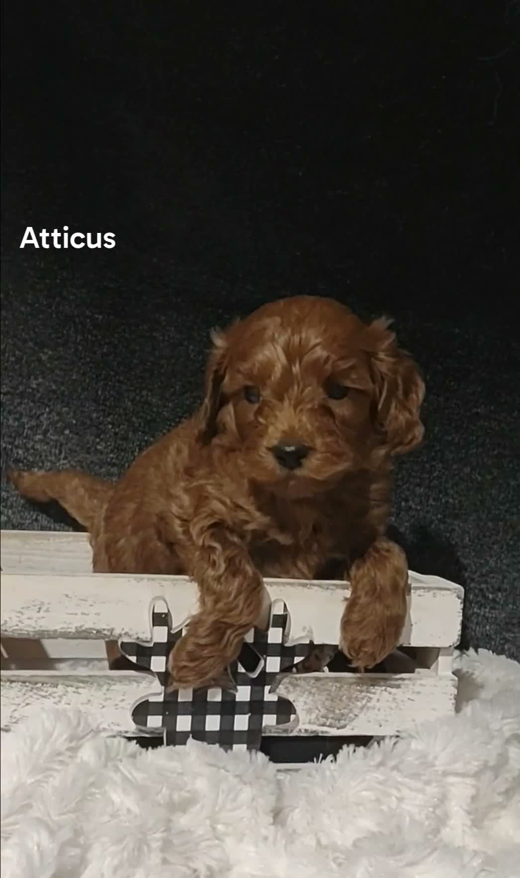 Cavapoo dogs for sale: Cavapoo F1b 4 Atticus  - Video 3